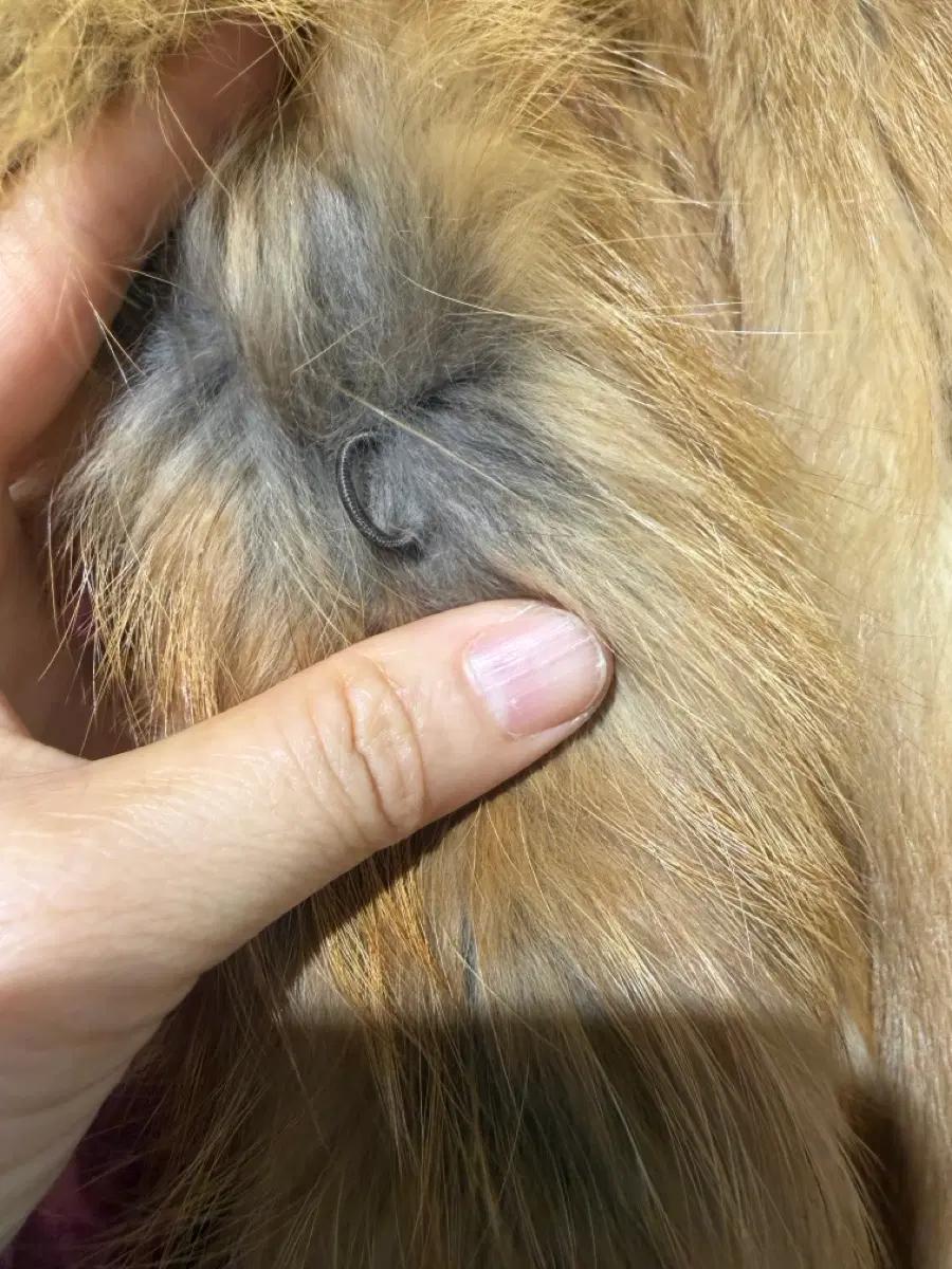 사가폭스퍼 롱코트 4