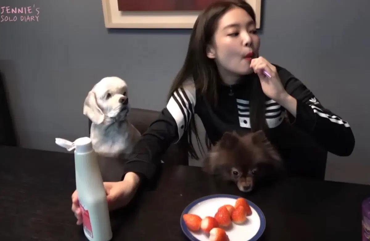 아디다스 제니 X 다니엘 카타리 크롭 져지 트랙탑 파이어버드 S 12