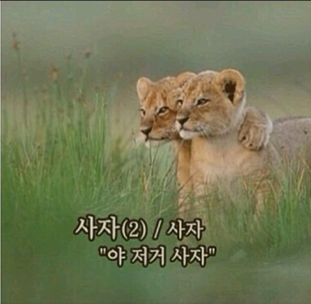 땡스래빗