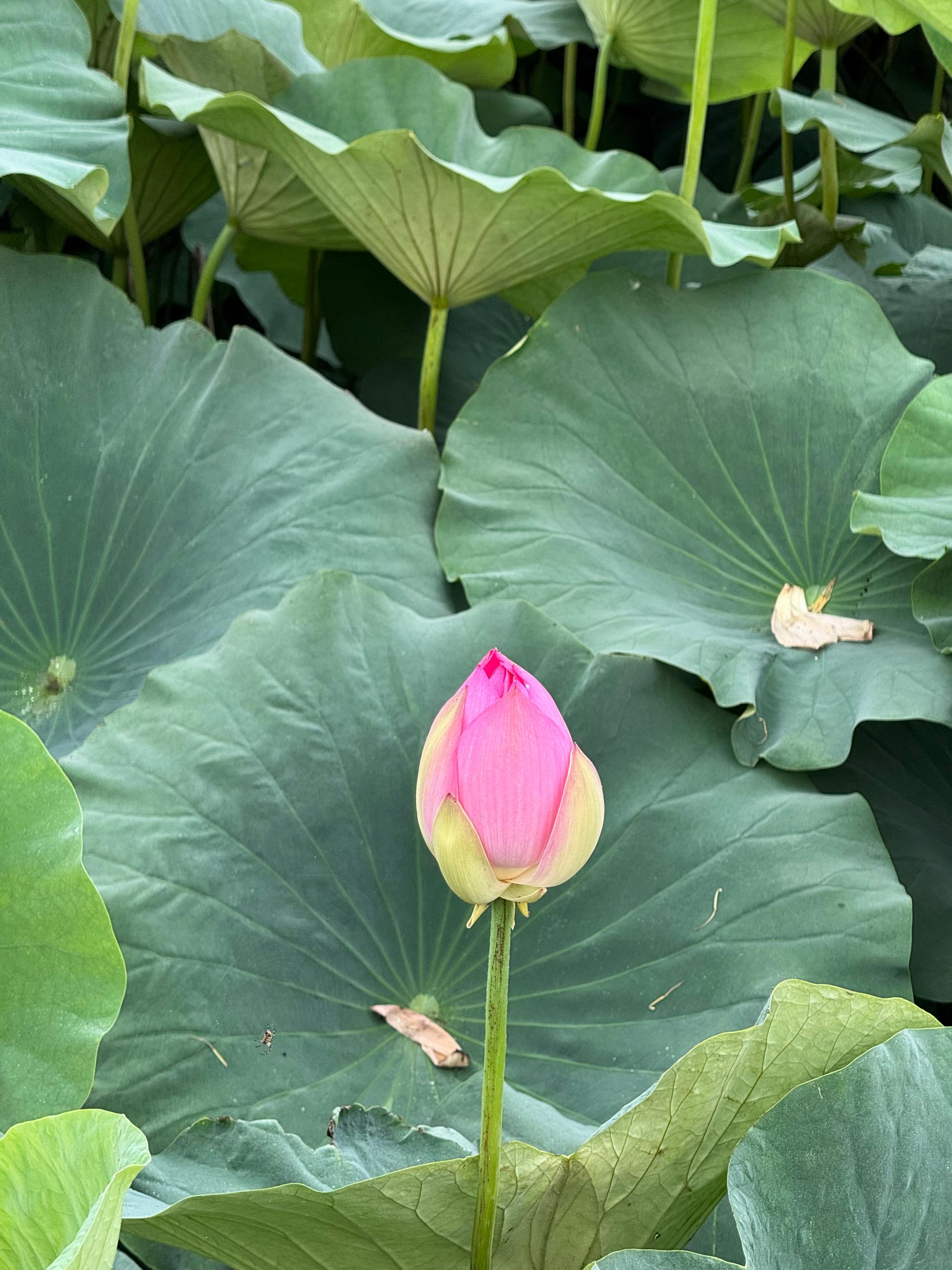 반듯한 스웨터 9593