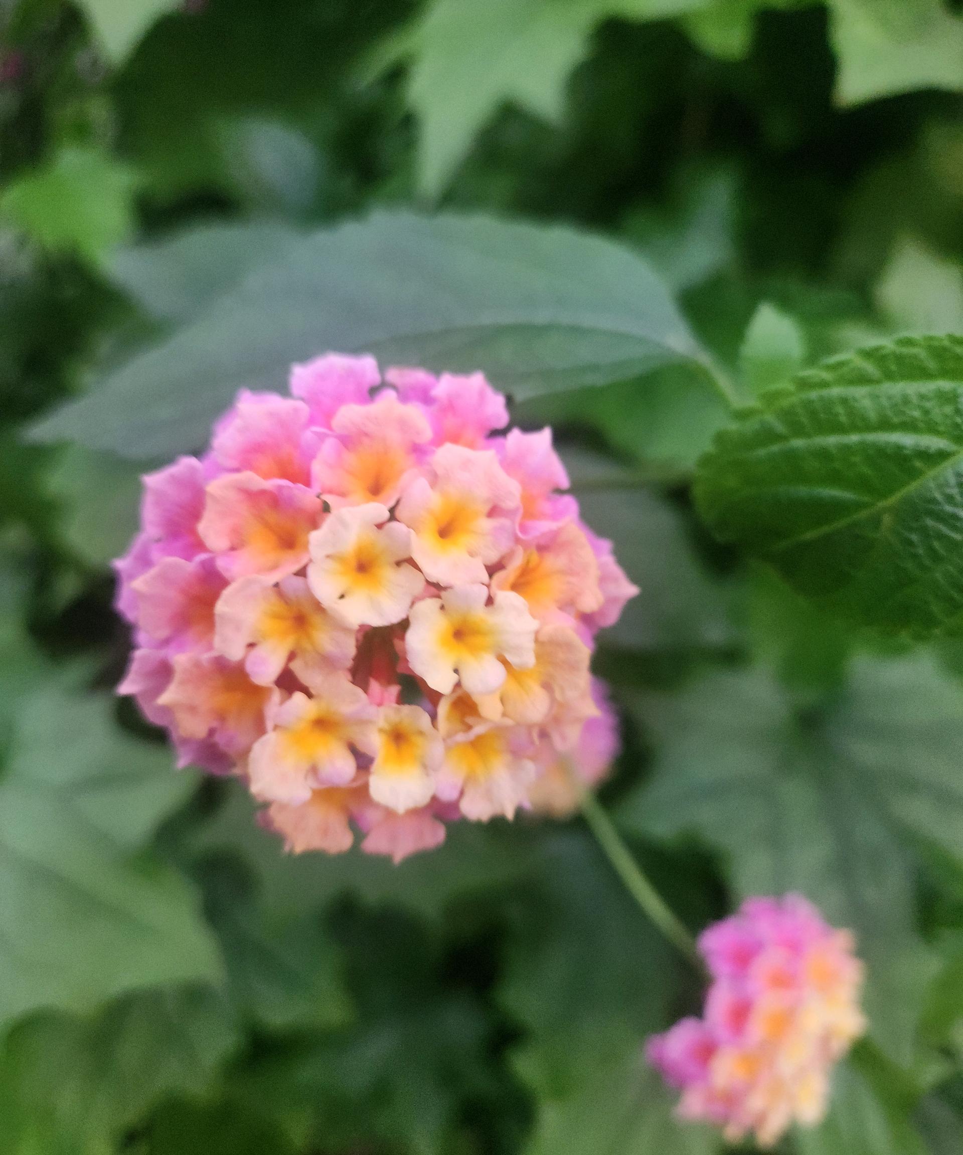 바다모래
