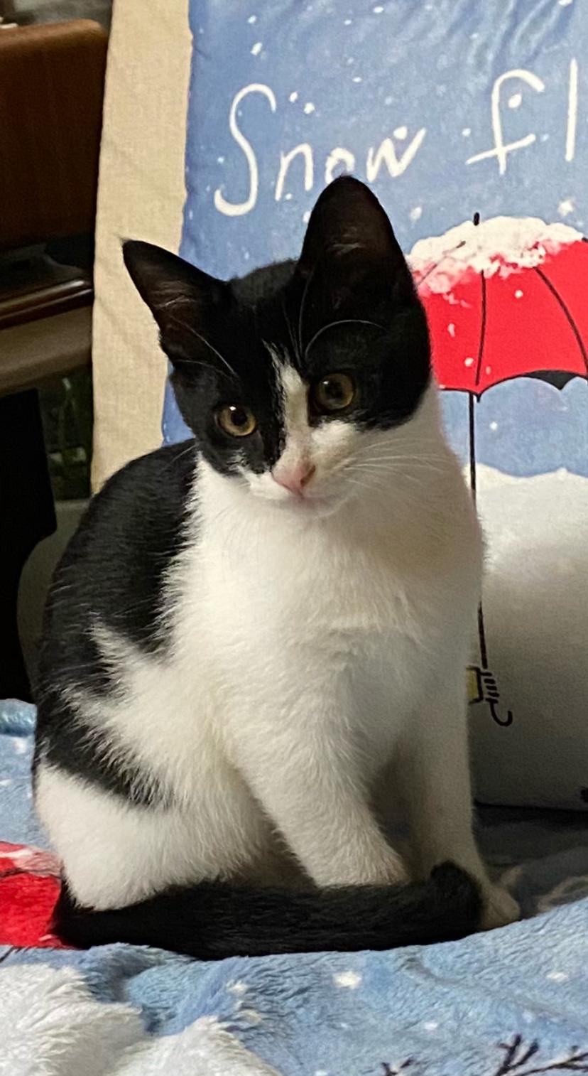 깜식🐈