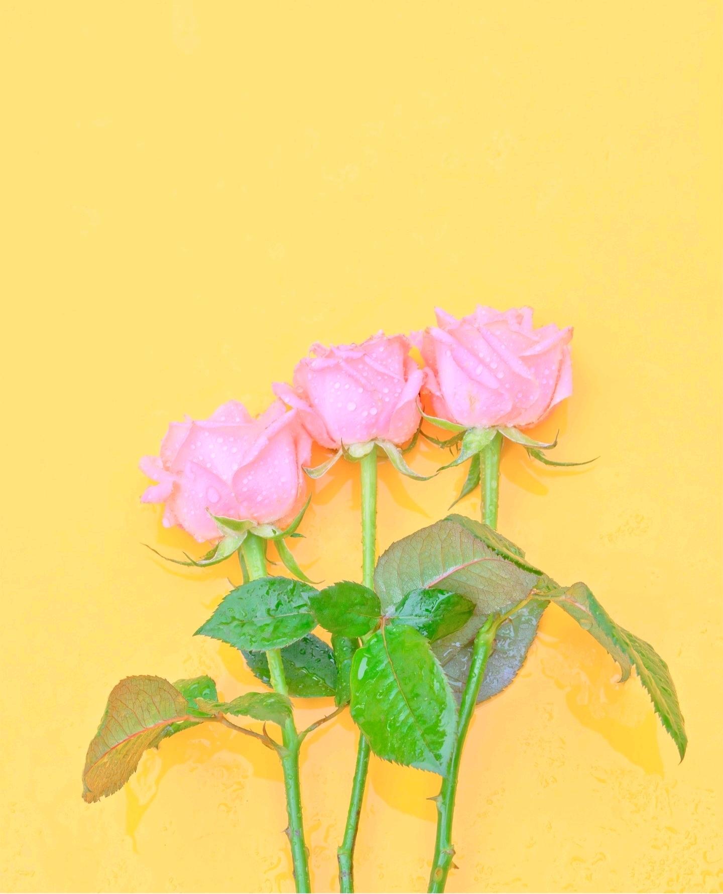 고양이루리