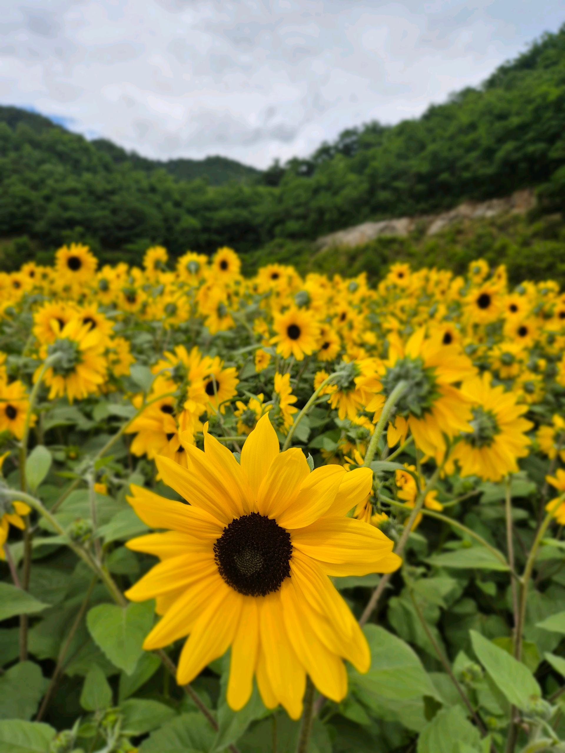 사과나무